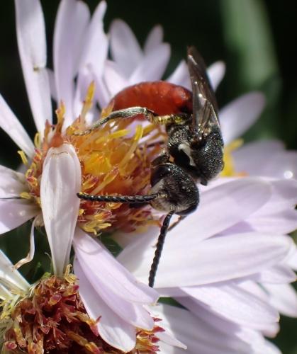 Réf. 291 650 : Sphecodes albilabris